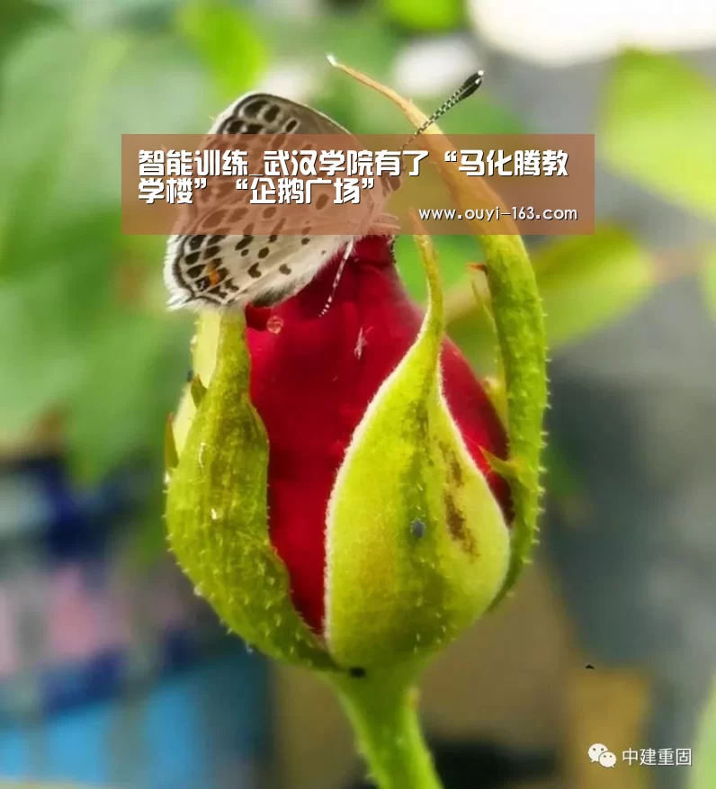 智能训练_武汉学院有了“马化腾教学楼”“企鹅广场”(图3) 体育赛事